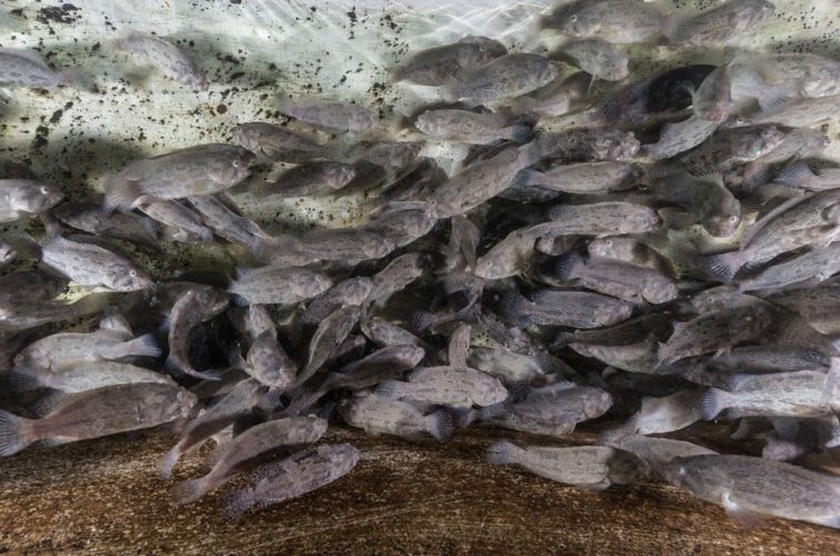 Project-Grouper-livelihood-10
